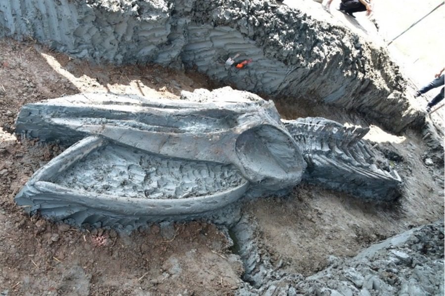 Ταϊλάνδη: Βρήκαν σκελετό φάλαινας 5.000 χρόνων ‑ 12 χλμ από τη σημερινή ακτή