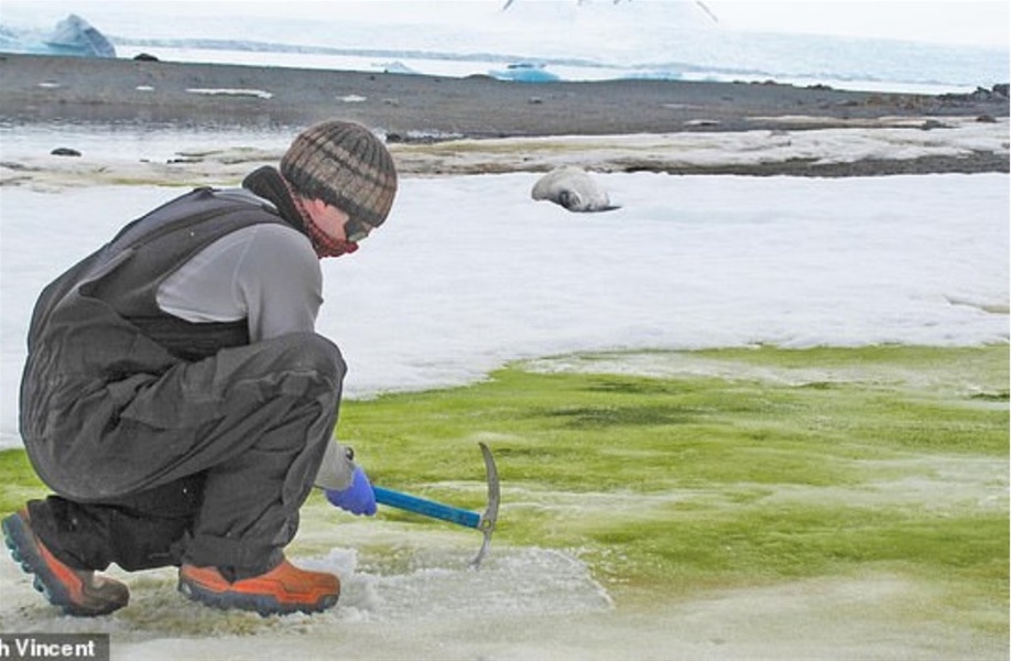Η κλιματική αλλαγή κάνει… πράσινη την Ανταρκτική 