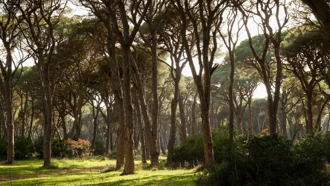 Δάσος Στροφυλιάς: Ένα καταπράσινο καταφύγιο άγριας ζωής