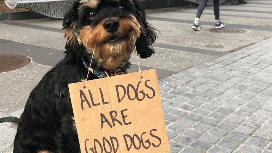 Απίθανος σκυλάκος κρατά πινακίδες με τα ενοχλητικά πράγματα που κάνουν οι άνθρωποι και γίνεται viral