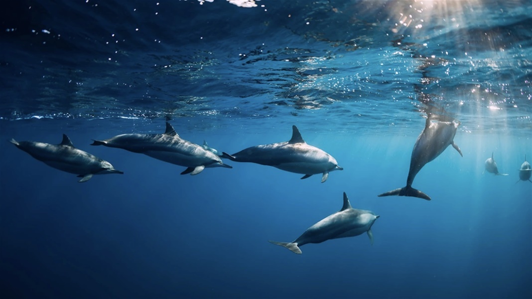 Εντυπωσιακό βίντεο - Το μεγαλύτερο κοπάδι δελφινιών που έχει καταγραφεί ποτέ στην Ελλάδα