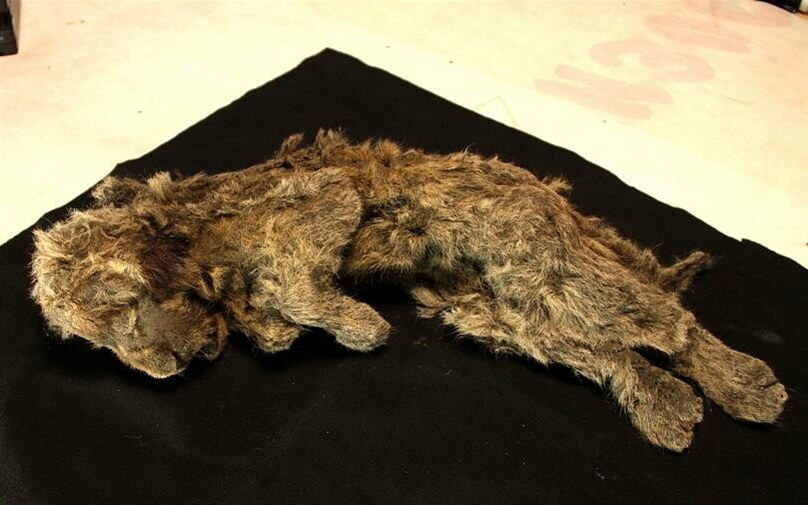 «Η κοιμώμενη Σπάρτη»: Άριστα διατηρημένο λιοντάρι «ηλικίας 28.000 χρόνων» βρέθηκε στη Σιβηρία