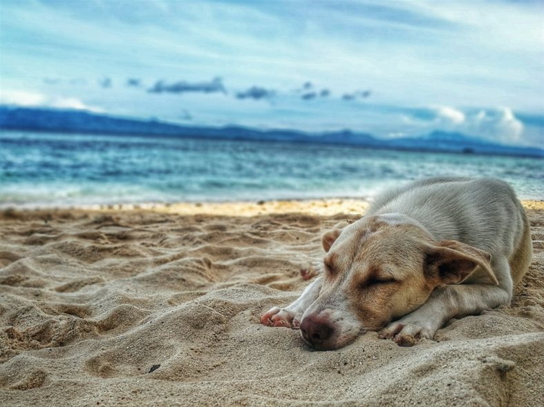 Η Πανελλαδική Φιλοζωική και Περιβαλλοντική Ομοσπονδία εξηγεί τι επιτρέπεται και τι δεν επιτρέπεται όταν παίρνουμε μαζί μας τον σκύλο μας στη θάλασσα.