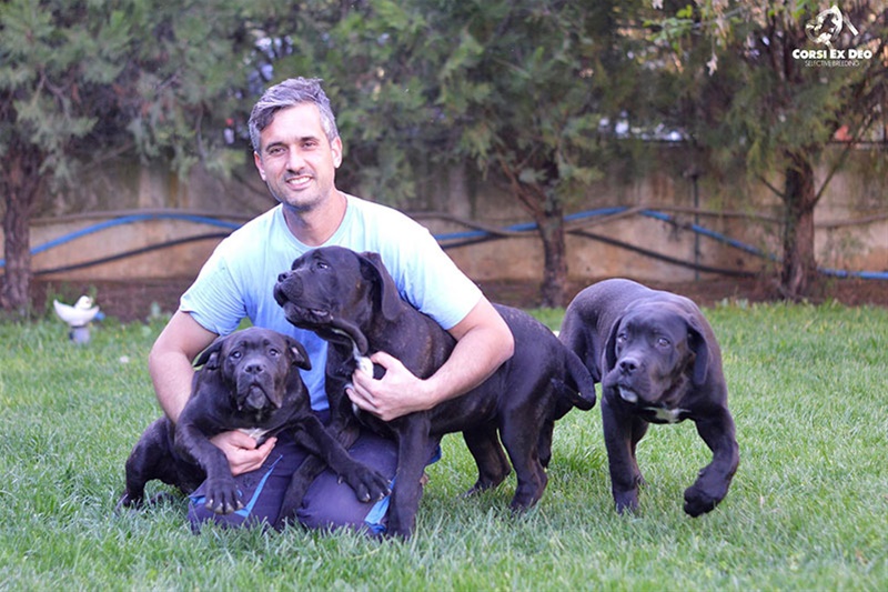 Ο ρωμαλέος Cane Corso είναι ο τέλειος σωματοφύλακας