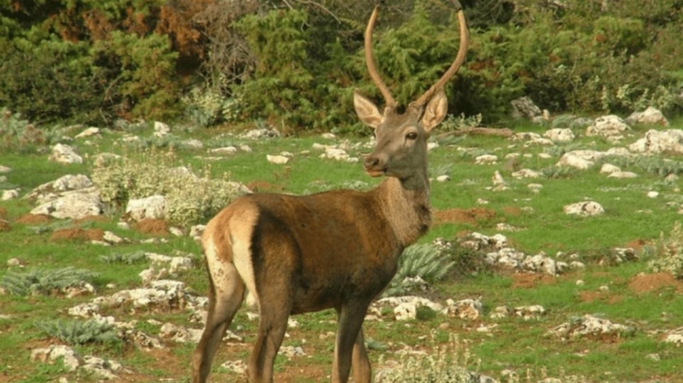 Πάρνηθα: Ελάφι κινδύνευσε να «σκάσει» από... γαριδάκια και υπερβολική κατανάλωση ψωμιού!