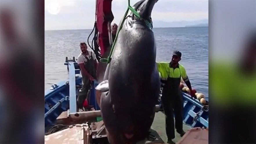 Έπιασαν ψάρι «γίγαντα» δύο τόνων στα ανοιχτά της ισπανικής Θέουτα 
