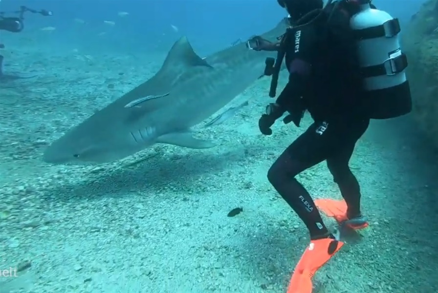Το να δίνεις φαγητό σε καρχαρίες θέλει θάρρος