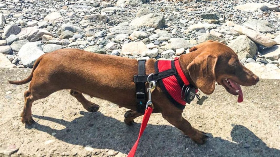 Η Οδύσσεια ενός σκύλου που ταξίδεψε 10.000 μίλια μόνος του για να βρει τους ιδιοκτήτες του!