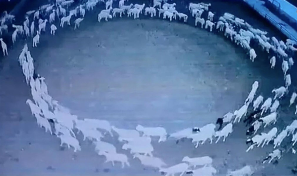 Κίνα: Λύθηκε το μυστήριο με τα πρόβατα που έκαναν κύκλους για 12 συνεχόμενες ημέρες