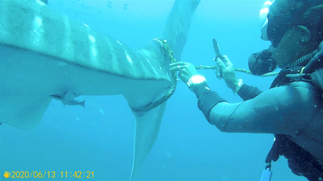 Ταϊλάνδη: Δύτες απελευθερώνουν τεράστιο φαλαινοκαρχαρία που έχει παγιδευτεί! Απίστευτες εικόνες