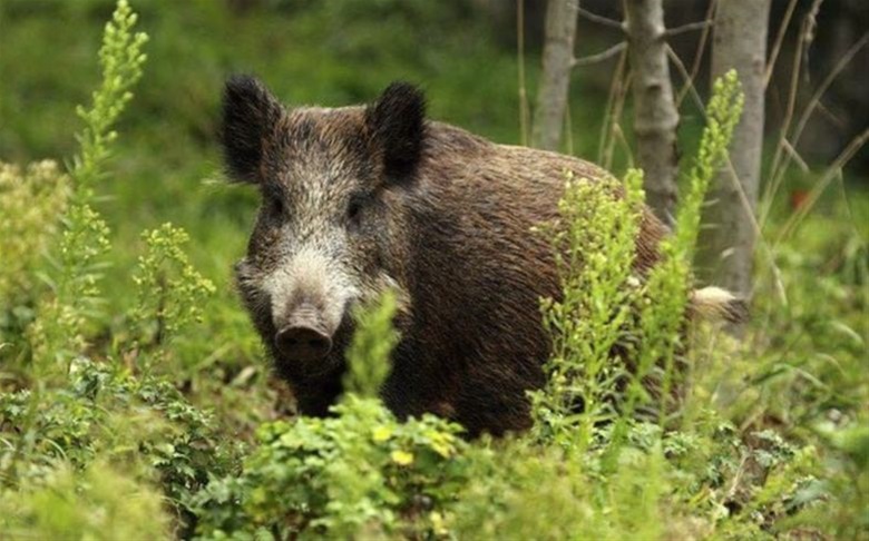 Περισσότερα από 100.000 αγριογούρουνα στην Ελλάδα – Γιατί αυξήθηκε ο πληθυσμός τους